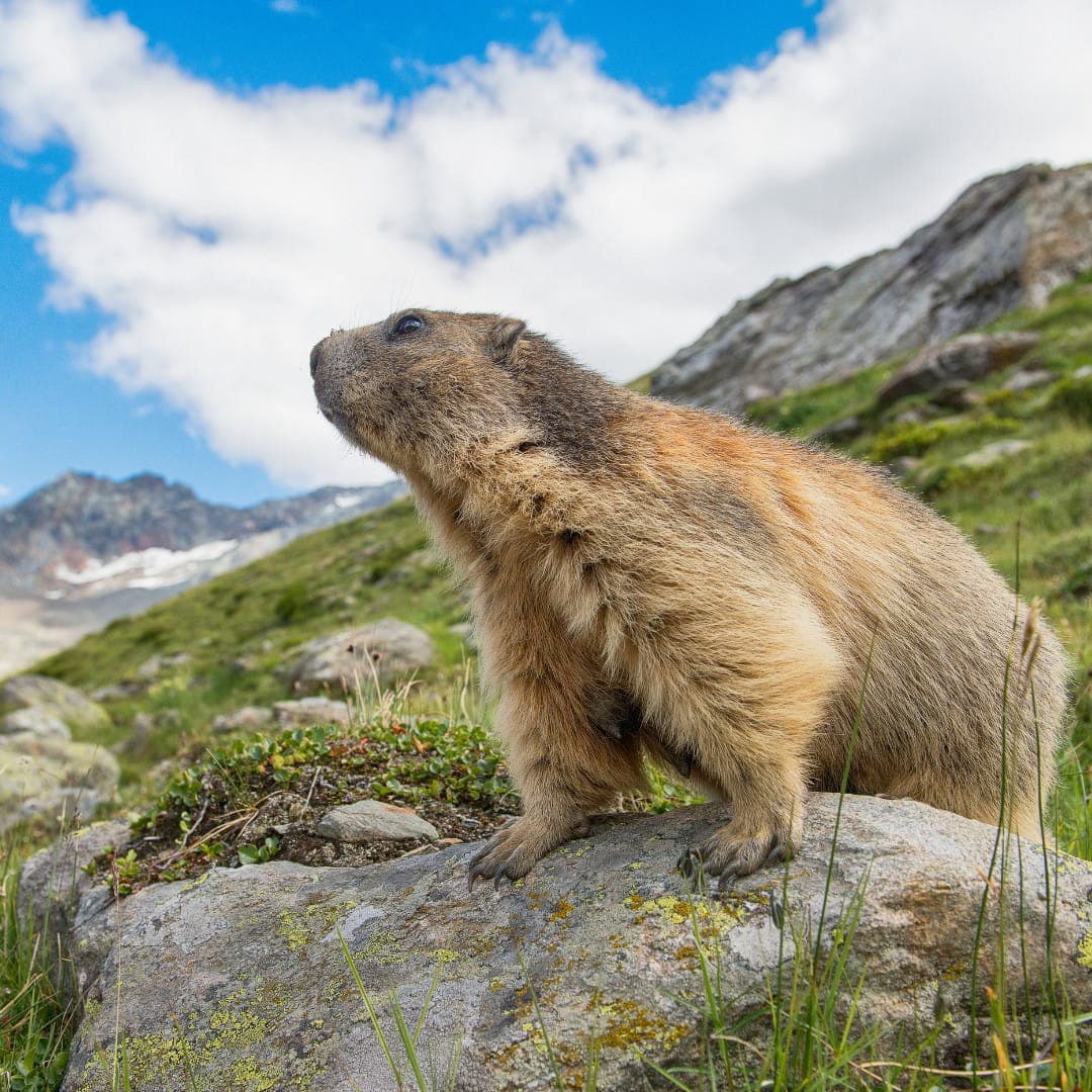 Marmotte